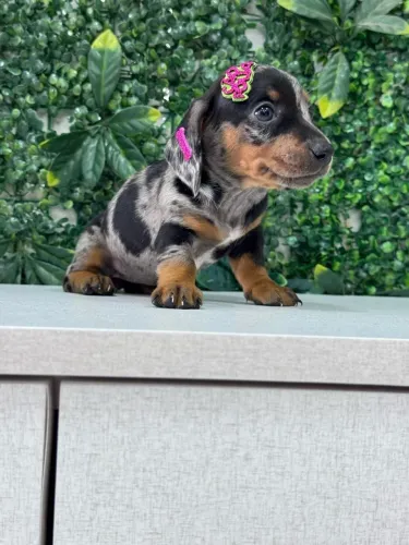 Filhote de Dachshund arlequim preta com prata pet 