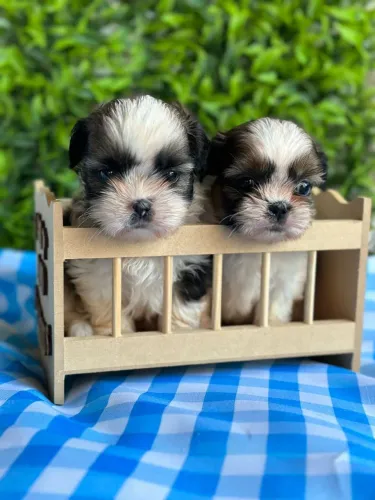 Shih Tzu meninos para reserva