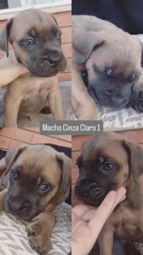 Filhotes de Cane Corso