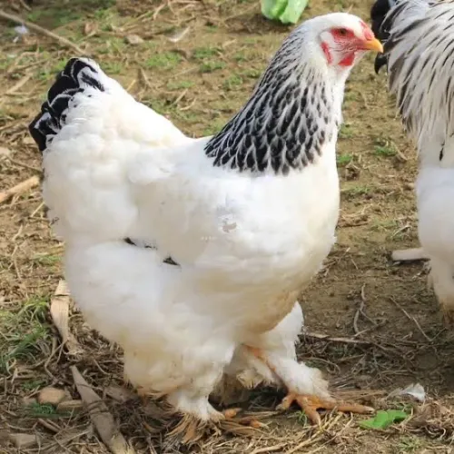 Vendo Galinha Brahma Light 