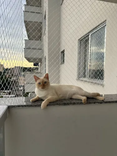 Rede de proteção para pets