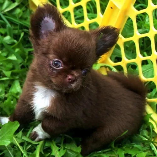 Fêmea pelo longo Chihuahua- valor de ocasião 