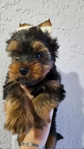 Filhote Yorkshire Terrier, Escolha seu companheiro para a vida toda!