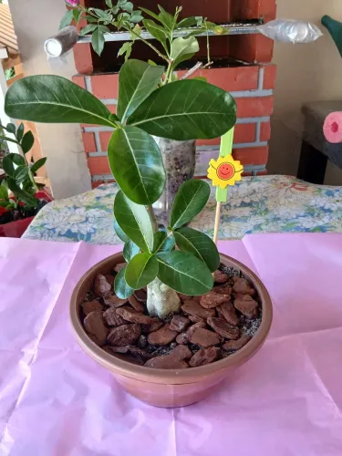 Vendo plantas