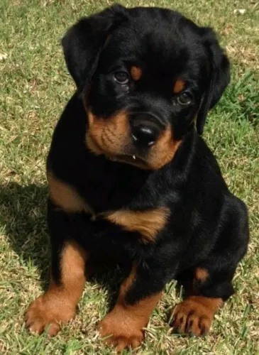 Filhote de Rottweiler, Lambidas garantidas e felicidade sem fim!