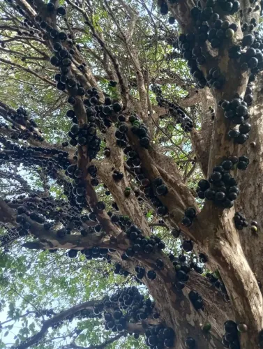 Vendo arvore de Jabuticaba frutifera adulta 