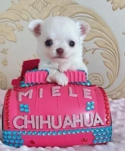 Filhote de Chihuahua Mini Branco - Visite e Encante-se!