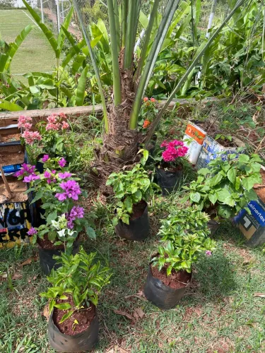 Mudas de bougainville