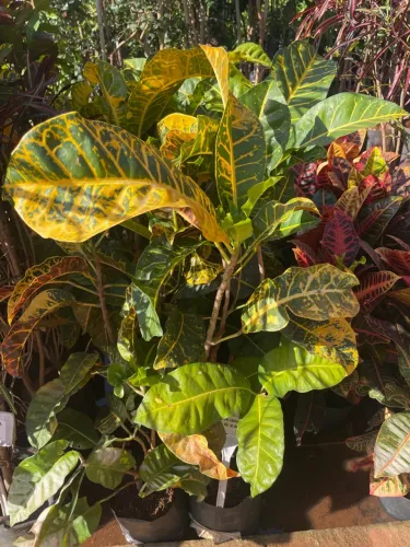 Croton Vibrante - Linda Planta Ornamental