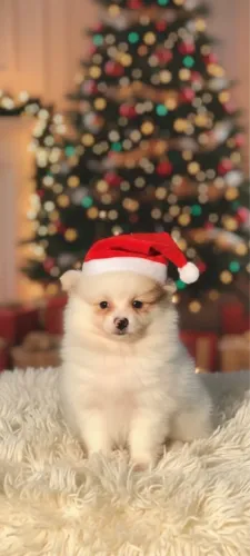 Filhote de chihuahua