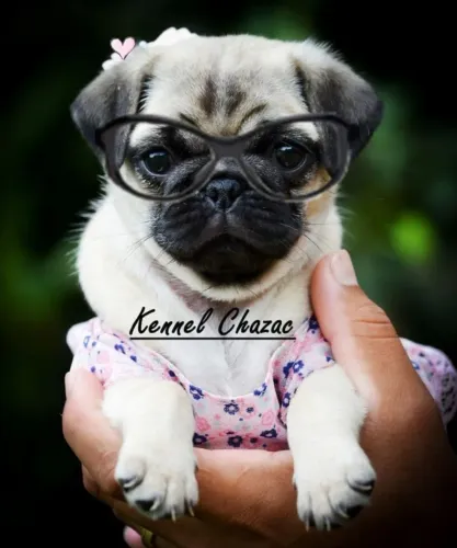 Pug - sua vida nunca mais será a mesma em Sorocaba