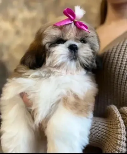 Filhote Shih tzu, ganhe um amor incondicional!