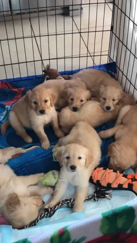 Doação de Golden já vacinados