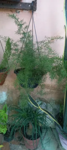 Planta alfinete