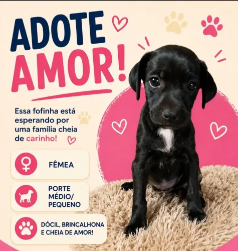 Doação filhotinha