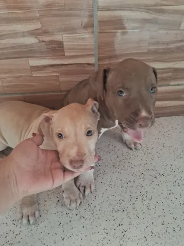 Casal Pitbull Red Nose 