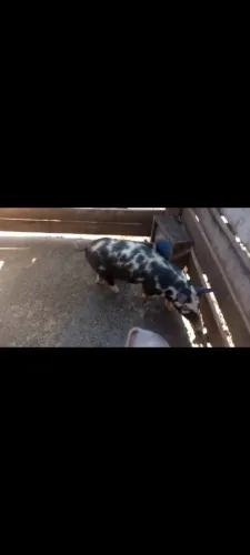 Leitoa pial pesando 30 kilos 