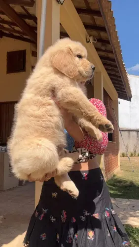 Cachorro