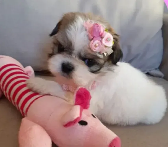 Shih tzu carinho e fofura
