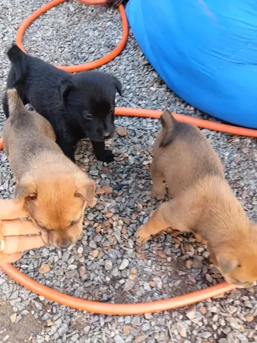 Cachorro doação 
