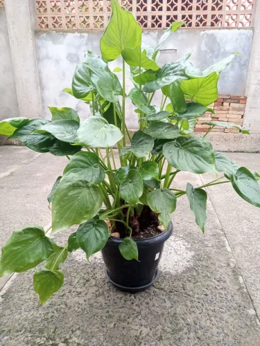 Vaso com planta coração de boi 