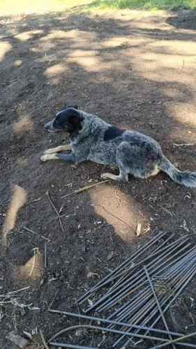 Macho de blue heeler