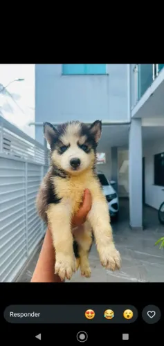 Filhotes de husky siberiano 