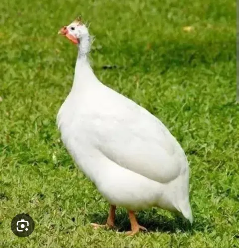 Galinha angola