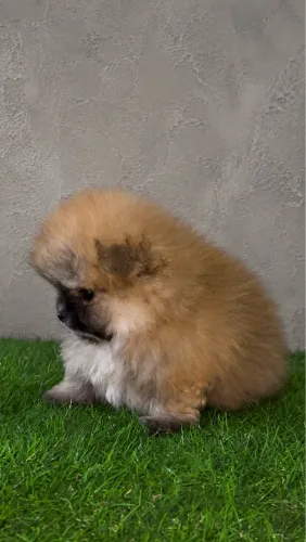 Lulu da Pomerania - Macho