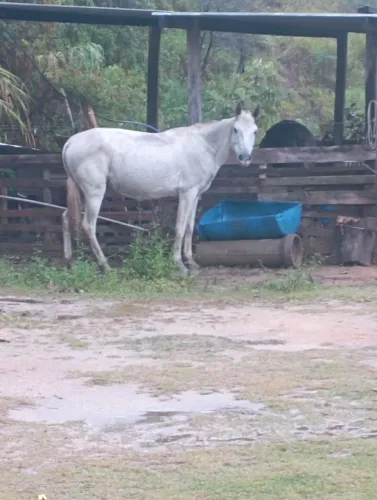Cavalo 