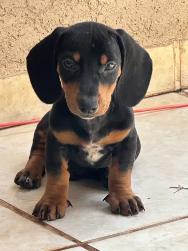 Dachshund macho preto canela 1.000 wats *