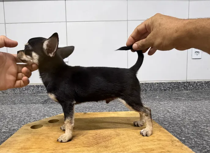 Chihuahua