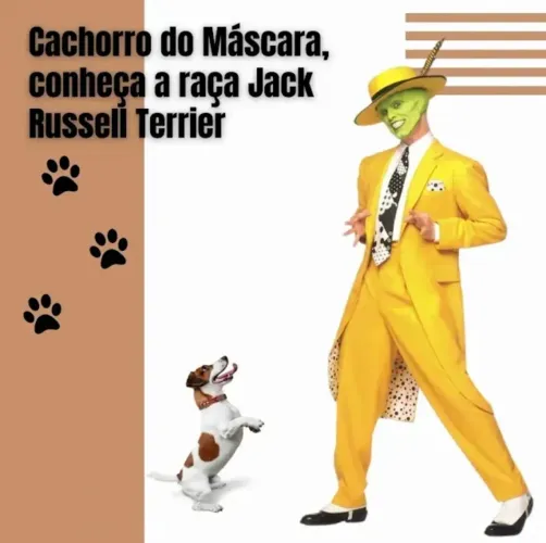 Filhote Jack Russell Terrier