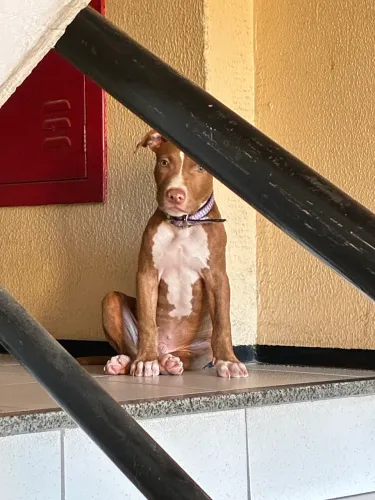 Filhote de pitbull