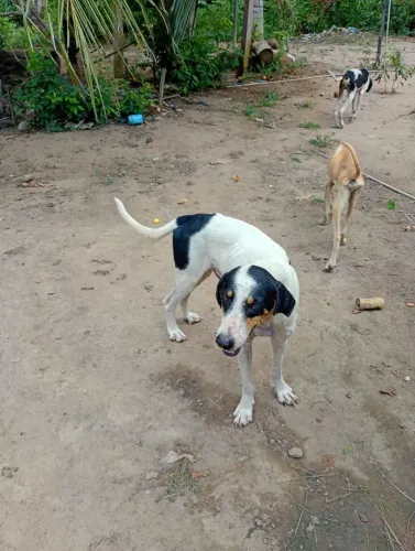 Cachorro americano