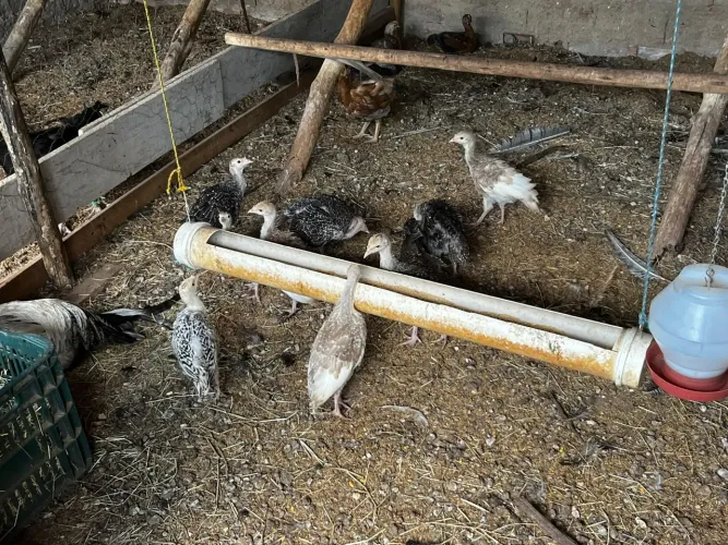 Lindos filhotes de peruas carijó e caramelo