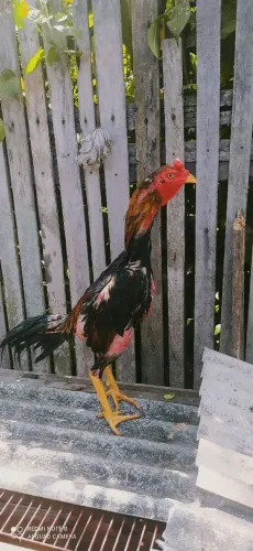 Vendo galo e galinha Moura 