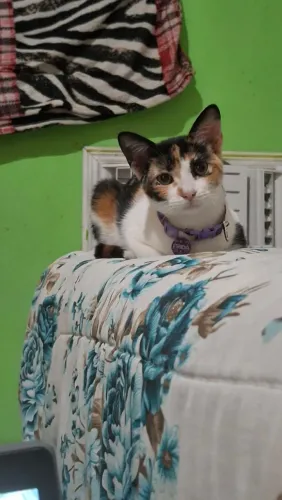 Doação de gata