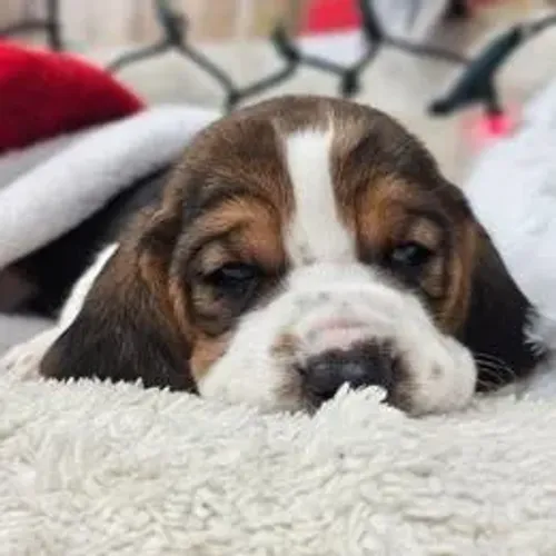 Basset Hound,Basset Hound Filhote Top Padrão da Raça