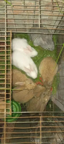 Vendo coelhos