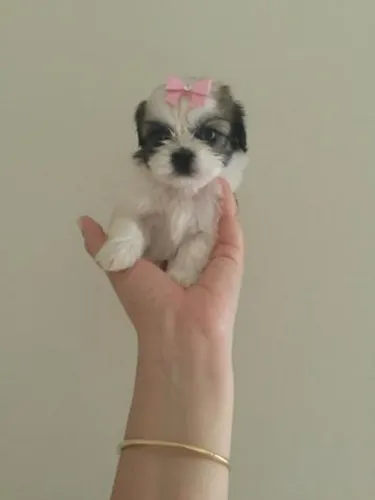 Miniatura de shih tzu filhote lindos