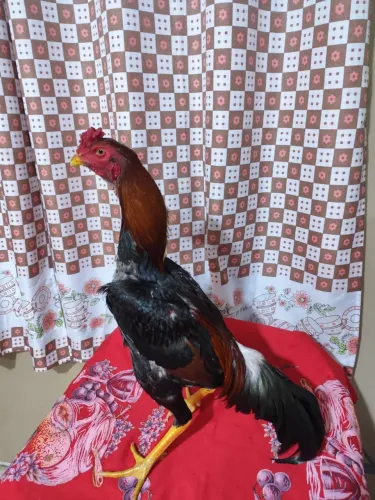 Lindo frango índio de barbada