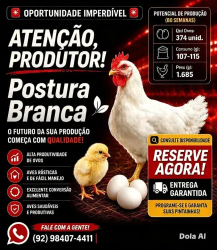Pintinhos de poedeira ovos brancos