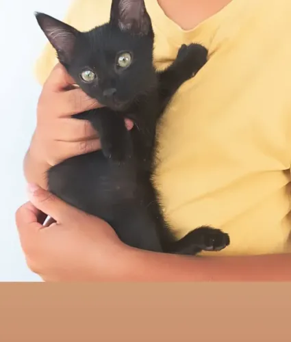 ADOTE lindo filhote pretinho 