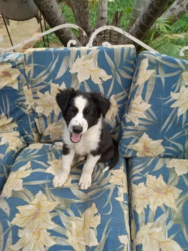 Vendo filhotes border collie