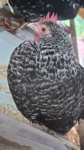 Galinha garnizé