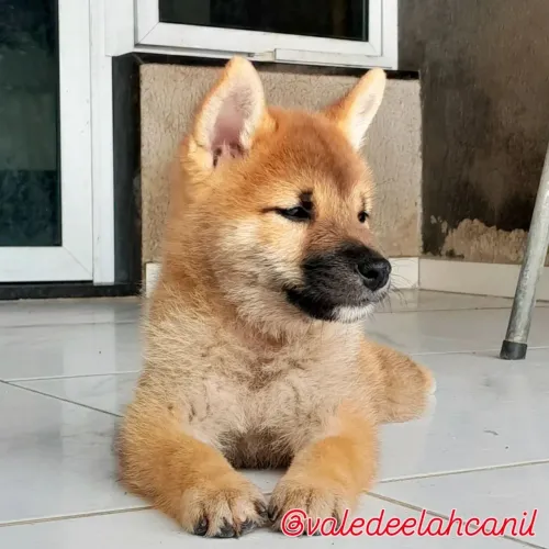 Shiba Inu último filhotinho disponível 