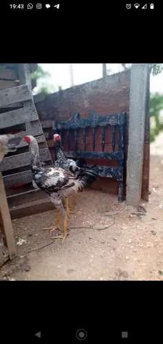 Frangos indio
