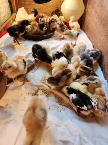 Pintinhos de galinha sertaneja balão 