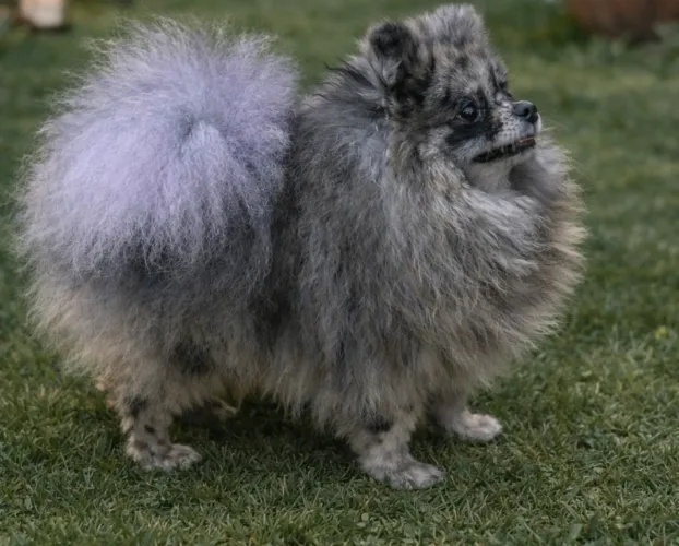 Spitz Alemão Anão Merle